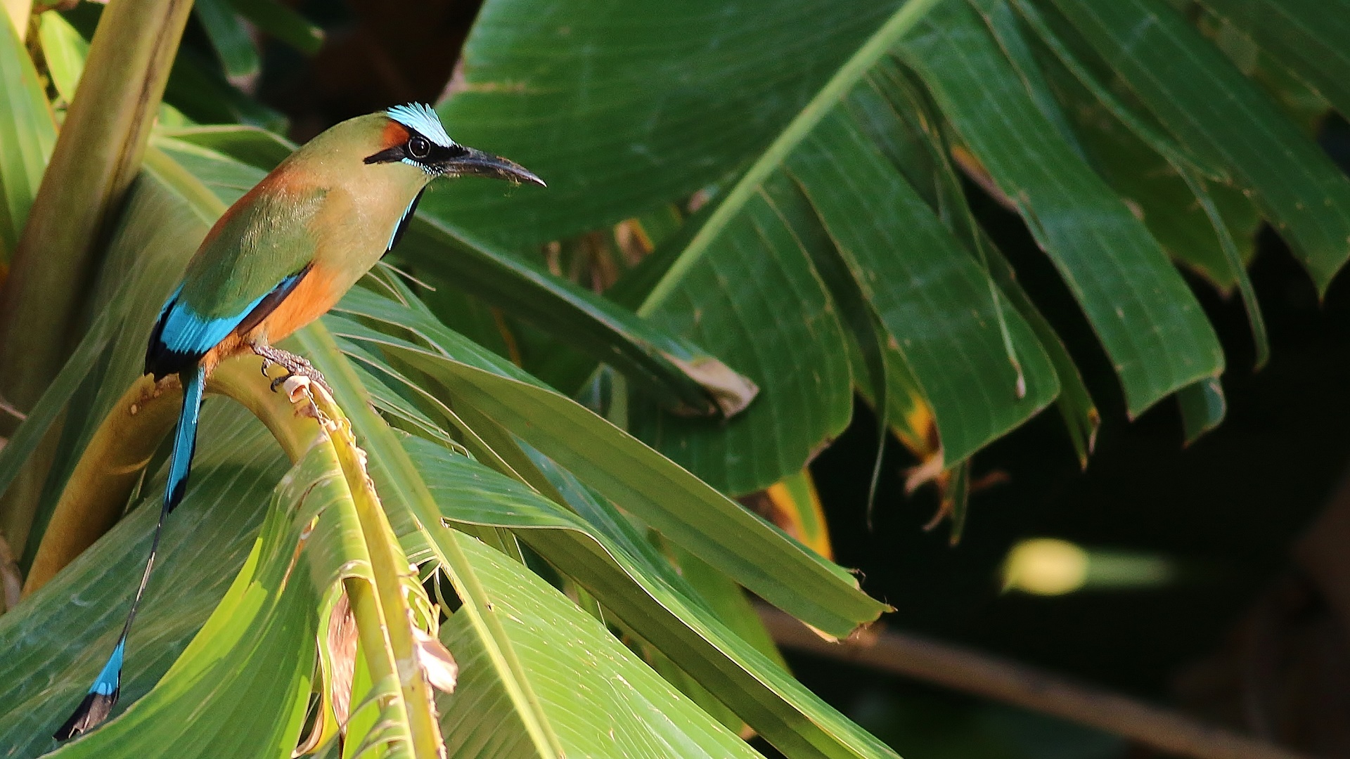 Turquoise-browed Motmot